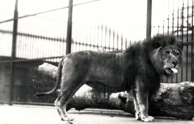 Lion Named 